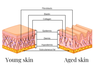 collagen bioremodelling melbourne diagram