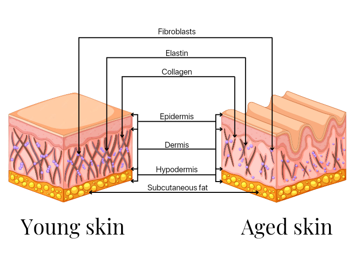collagen bioremodelling melbourne diagram
